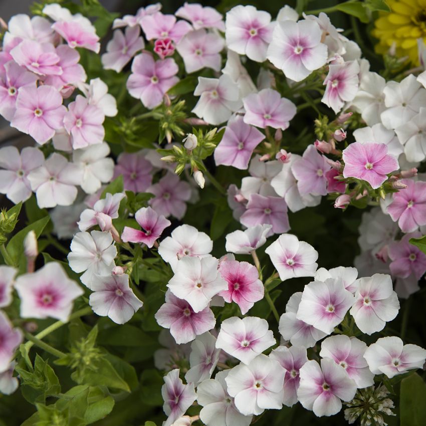 Sommer-Phlox 'Blushing Bride' in der Gruppe Samen / Einjährige Blumen bei Impecta Fröhandel (86730)