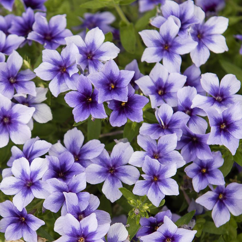 Sommer-Phlox 'Ethnie Light Blue' in der Gruppe Samen / Einjährige Blumen bei Impecta Fröhandel (8675)