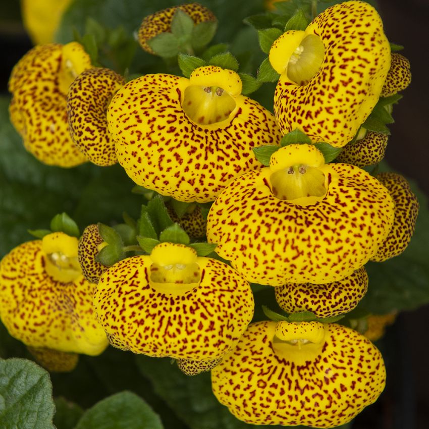 Kartoffelblume F1 'Dainty Yellow with Spots' in der Gruppe Samen / Einjährige Blumen bei Impecta Fröhandel (86800)