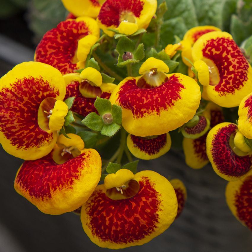 Knollenblume F1 'Dainty Red Yellow' in der Gruppe Samen / Einjährige Blumen bei Impecta Fröhandel (86801)