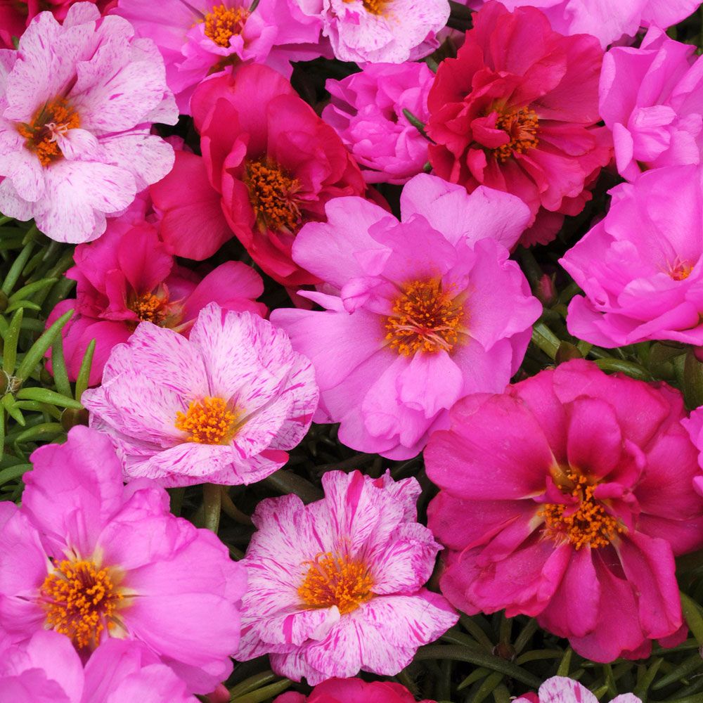 Portulakröschen 'Happy Hour Pink Passion Mix' in der Gruppe Samen / Einjährige Blumen bei Impecta Fröhandel (8682)