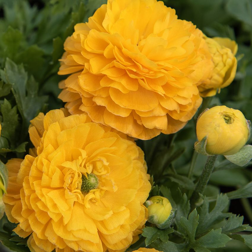 Ranunkel 'Bloomingdale II Golden Yellow Shades' in der Gruppe Samen / Einjährige Blumen bei Impecta Fröhandel (86840)