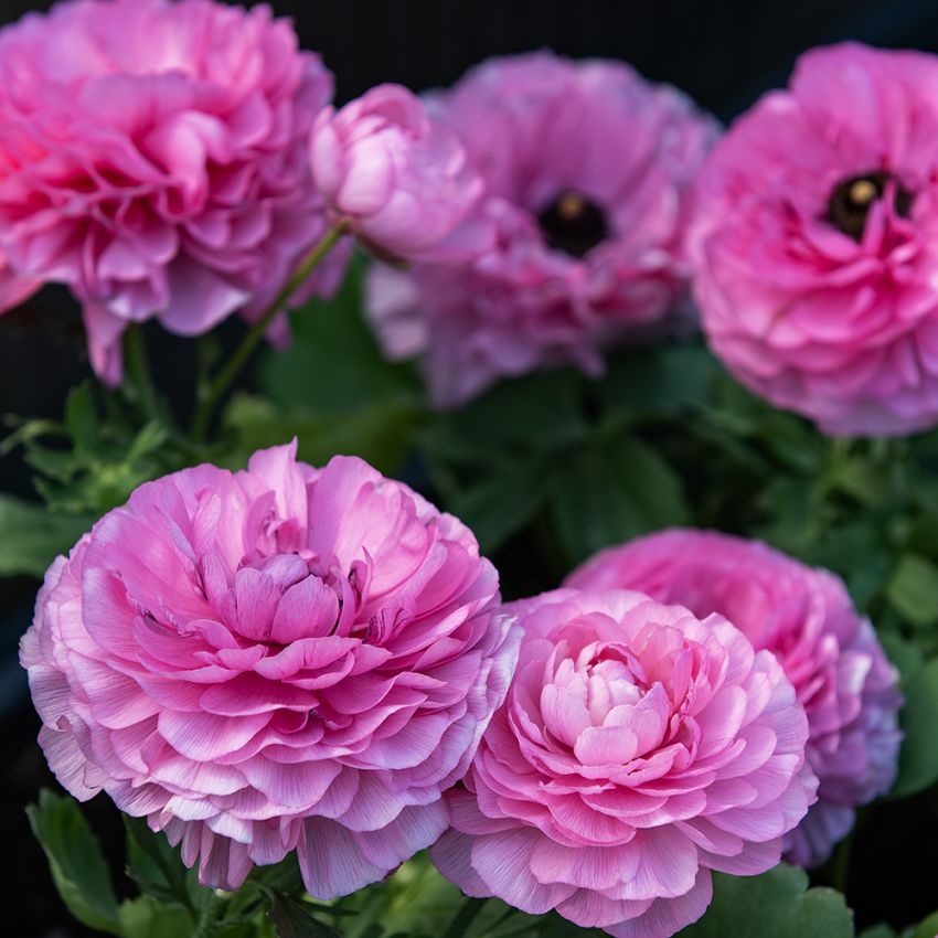 Ranunkel 'Bloomingdale II Pink Shades' in der Gruppe Samen / Einjährige Blumen bei Impecta Fröhandel (86841)