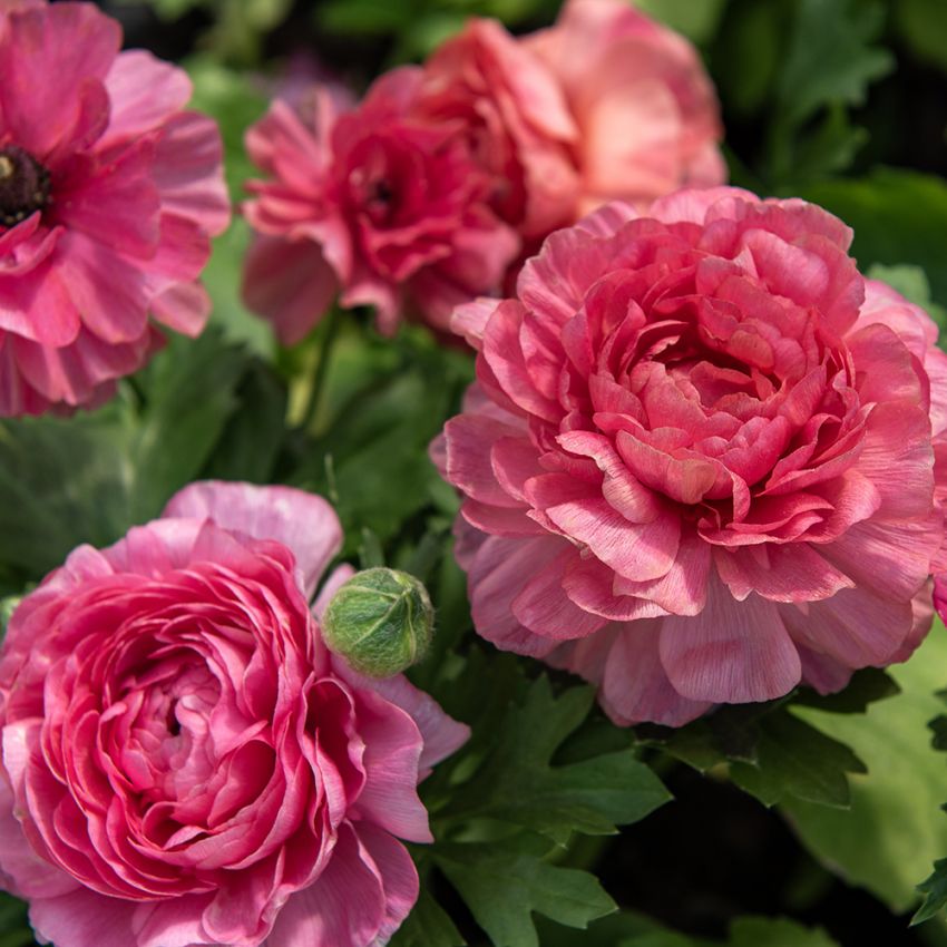 Ranunkel 'Bloomingdale II Rose Shades' in der Gruppe Samen / Einjährige Blumen bei Impecta Fröhandel (86843)