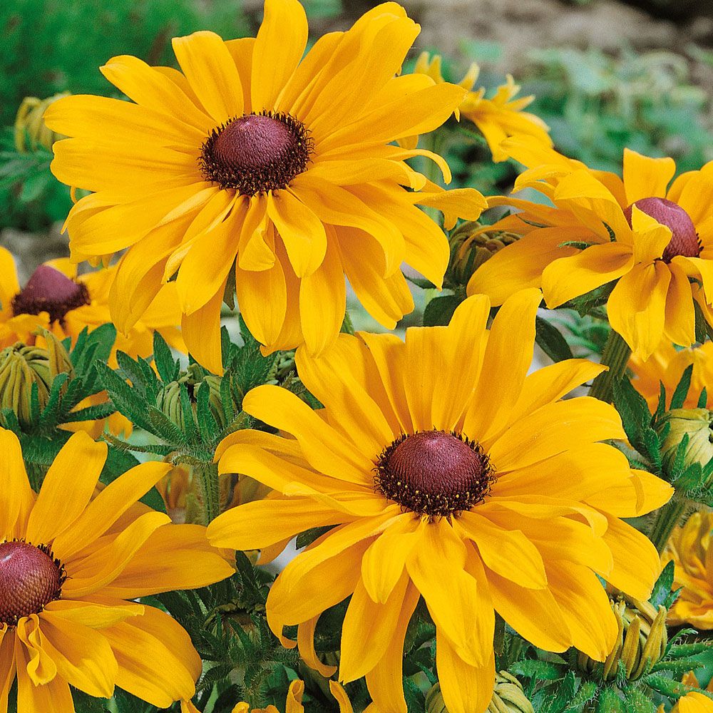 Sonnenhut 'Goldilocks' in der Gruppe Samen / Einjährige Blumen bei Impecta Fröhandel (8695)