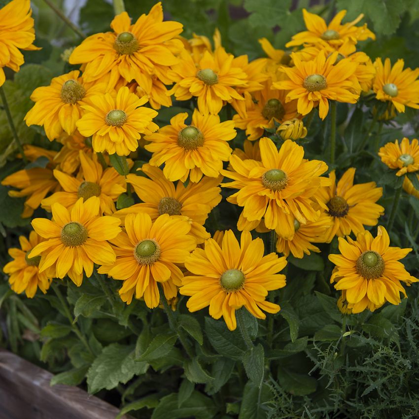 Sonnenhut 'Amarillo Gold' in der Gruppe Samen / Einjährige Blumen bei Impecta Fröhandel (86951)