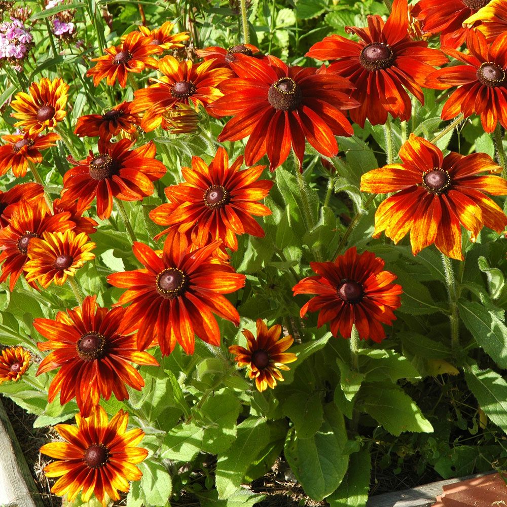 Sonnenhut 'Cappuccino' in der Gruppe Samen / Einjährige Blumen bei Impecta Fröhandel (8697)