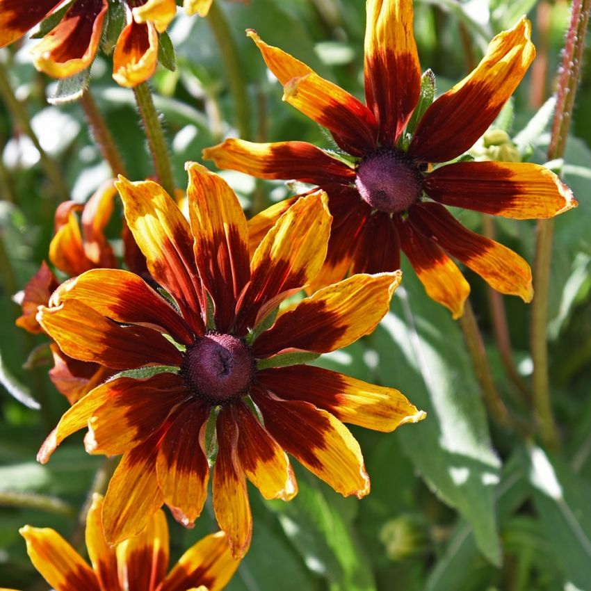 Sonnenhut ‘Herbstwald' in der Gruppe Samen / Einjährige Blumen bei Impecta Fröhandel (87001)