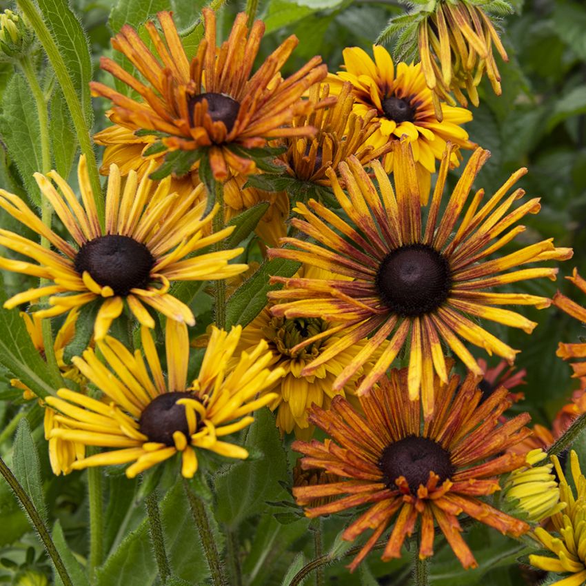 Sonnenhut 'Chim Chiminee' in der Gruppe Samen / Einjährige Blumen bei Impecta Fröhandel (87002)