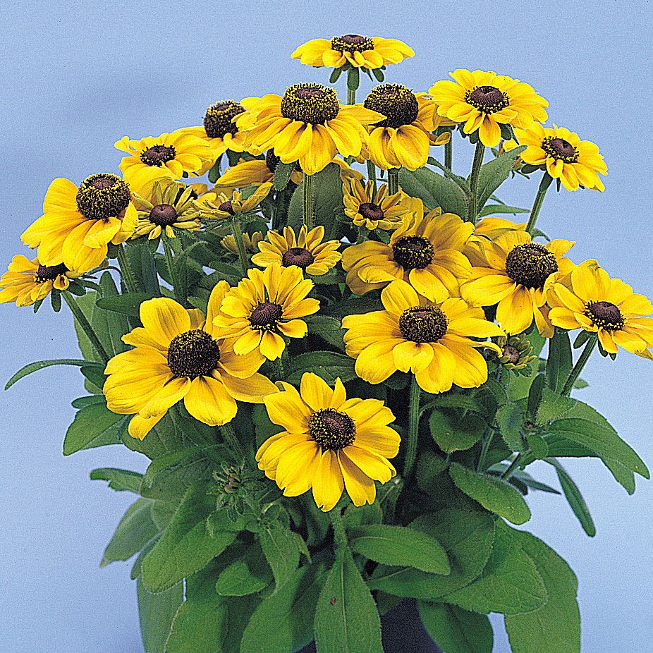 Sonnenhut 'Toto' in der Gruppe Samen / Einjährige Blumen bei Impecta Fröhandel (8701)