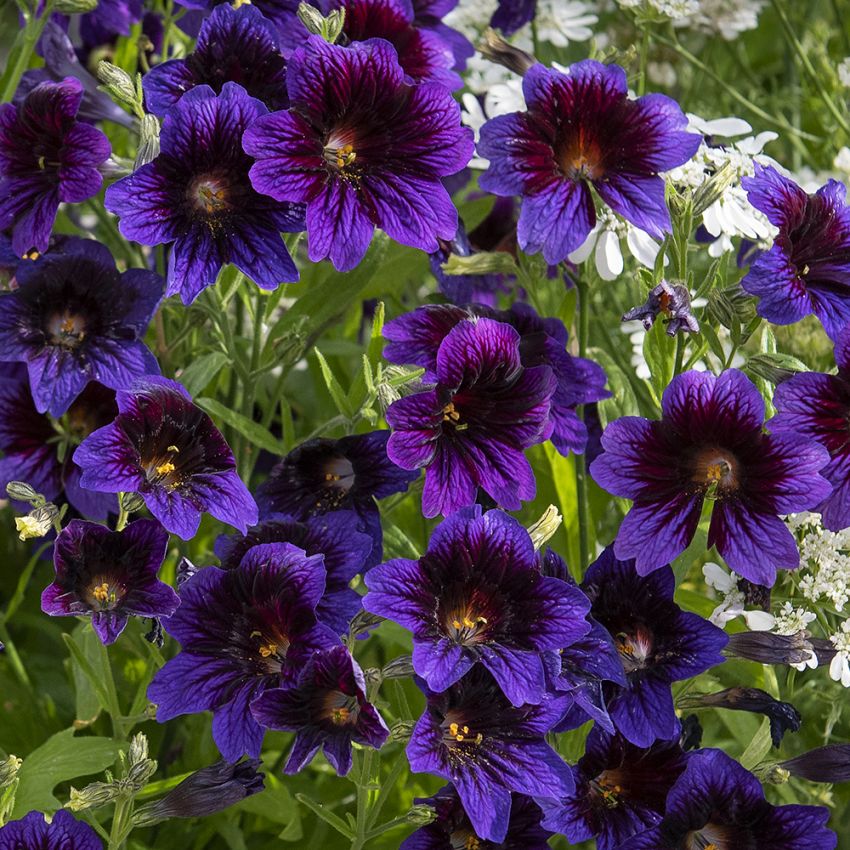 Trompetenzunge 'Kew Blue' in der Gruppe Samen / Einjährige Blumen bei Impecta Fröhandel (87040)