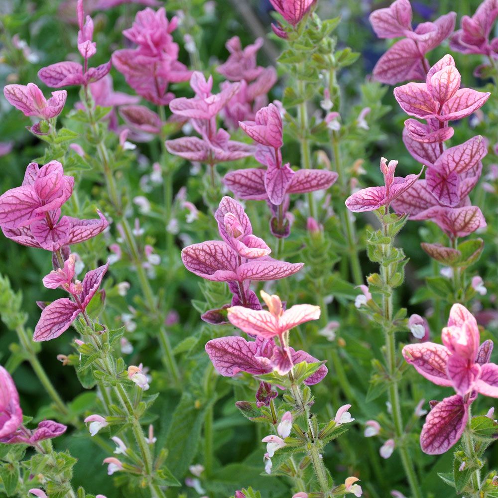 Buntschopfsalbei 'Pink Sundae' in der Gruppe Samen / Einjährige Blumen bei Impecta Fröhandel (8708)