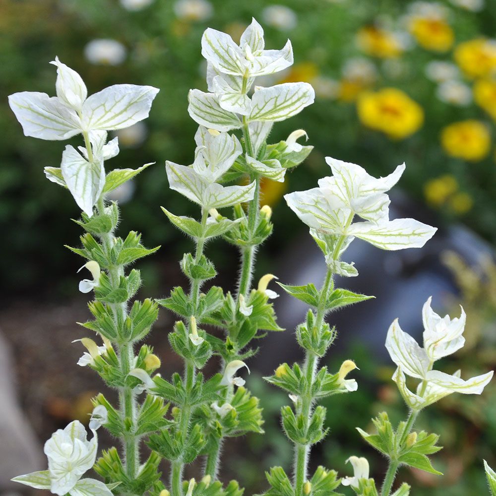 Buntschopfsalbei 'White Swan' in der Gruppe Samen / Einjährige Blumen bei Impecta Fröhandel (8709)