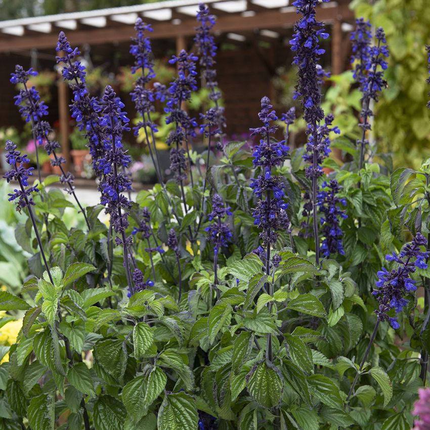 Salvia 'Big Blue' in der Gruppe Samen / Einjährige Blumen bei Impecta Fröhandel (87120)