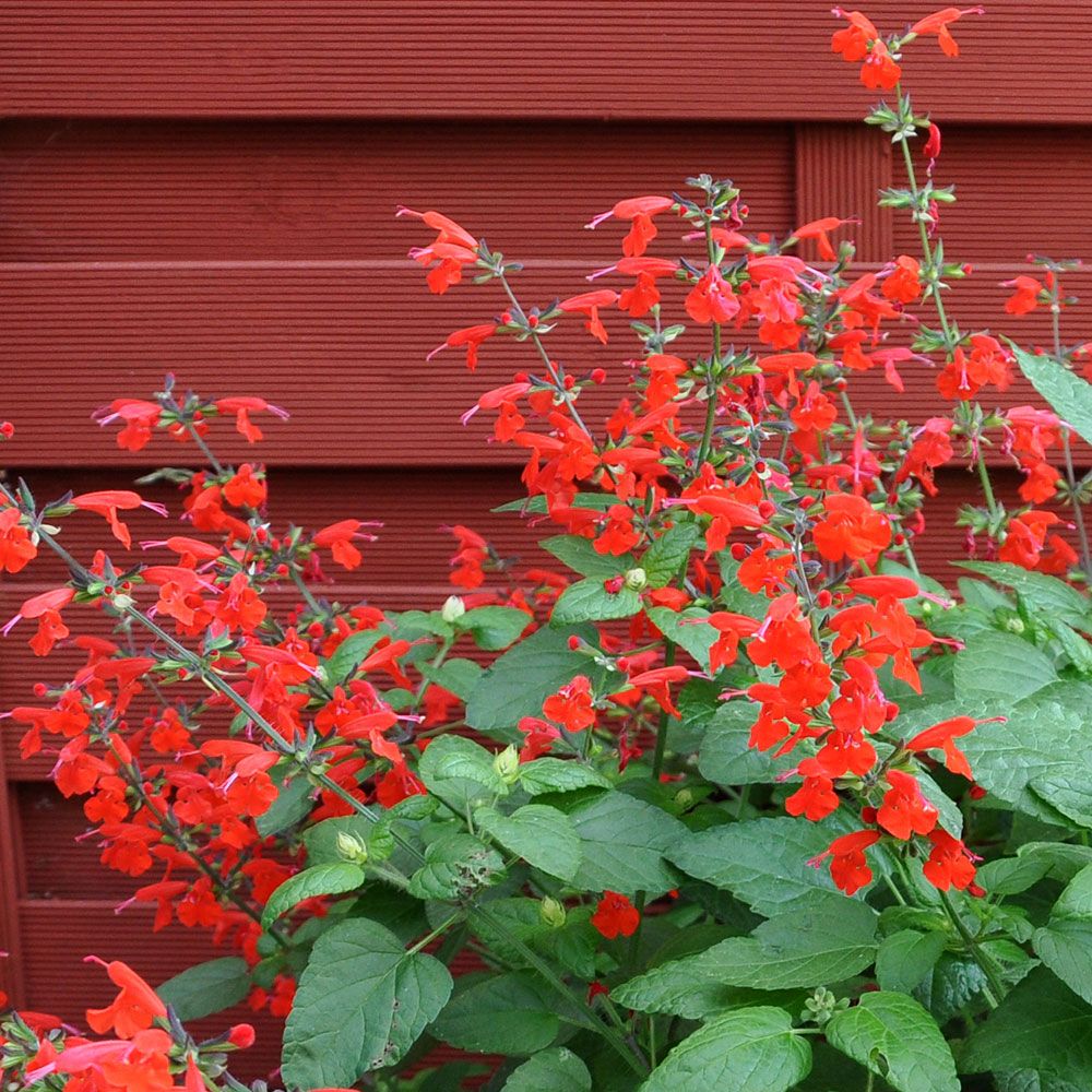Scharlachroter Salbei 'Summer Jewel Red' in der Gruppe Samen / Einjährige Blumen bei Impecta Fröhandel (8714)