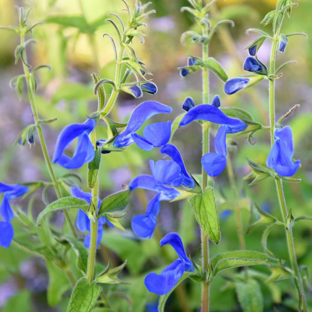 Mexikanischer Salbei 'Oxford Blue' in der Gruppe Samen / Einjährige Blumen bei Impecta Fröhandel (87161)