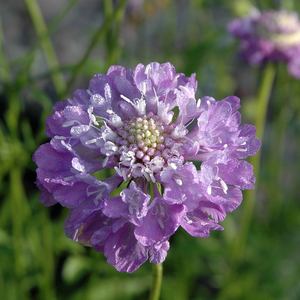 Skabiose 'Oxford Blue' in der Gruppe Samen / Einjährige Blumen bei Impecta Fröhandel (8722)