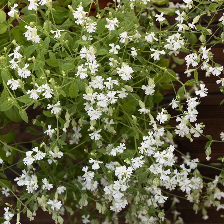 Hängendes Leimkraut 'Sibella White' in der Gruppe Samen / Einjährige Blumen bei Impecta Fröhandel (87311)