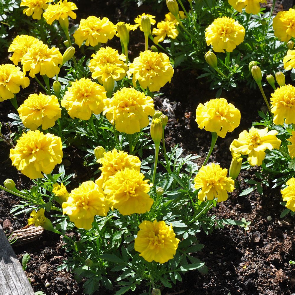 Studentenblume 'Primo Yellow' in der Gruppe Samen / Einjährige Blumen bei Impecta Fröhandel (8741)
