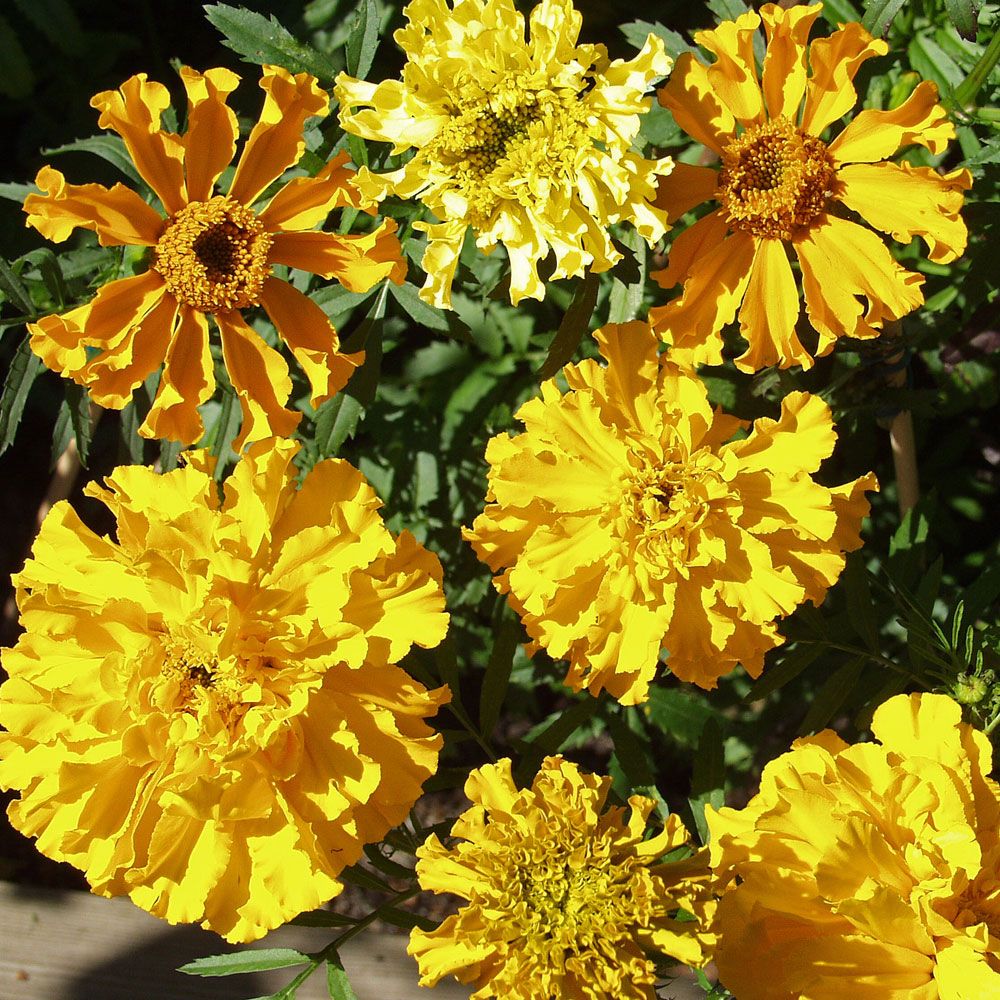 Aufrechte Studentenblume 'Carillo' in der Gruppe Samen / Einjährige Blumen bei Impecta Fröhandel (8747)