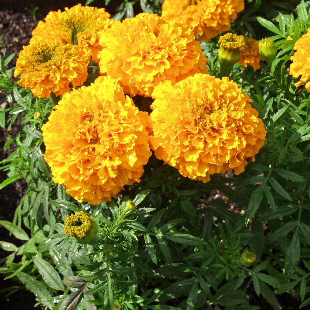 Aufrechte Studentenblume 'Odorless Golden Goddess' in der Gruppe Samen / Einjährige Blumen bei Impecta Fröhandel (8749)