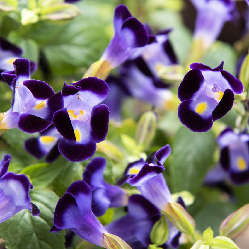 Torenia F1 'Little Kiss Blue' in der Gruppe Samen / Einjährige Blumen bei Impecta Fröhandel (87507)