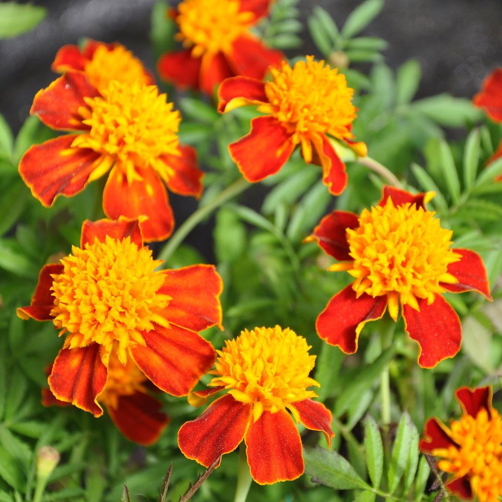 Studentenblume 'Orange Flame' in der Gruppe Samen / Einjährige Blumen / Essbare einjährige Blumen bei Impecta Fröhandel (8757)