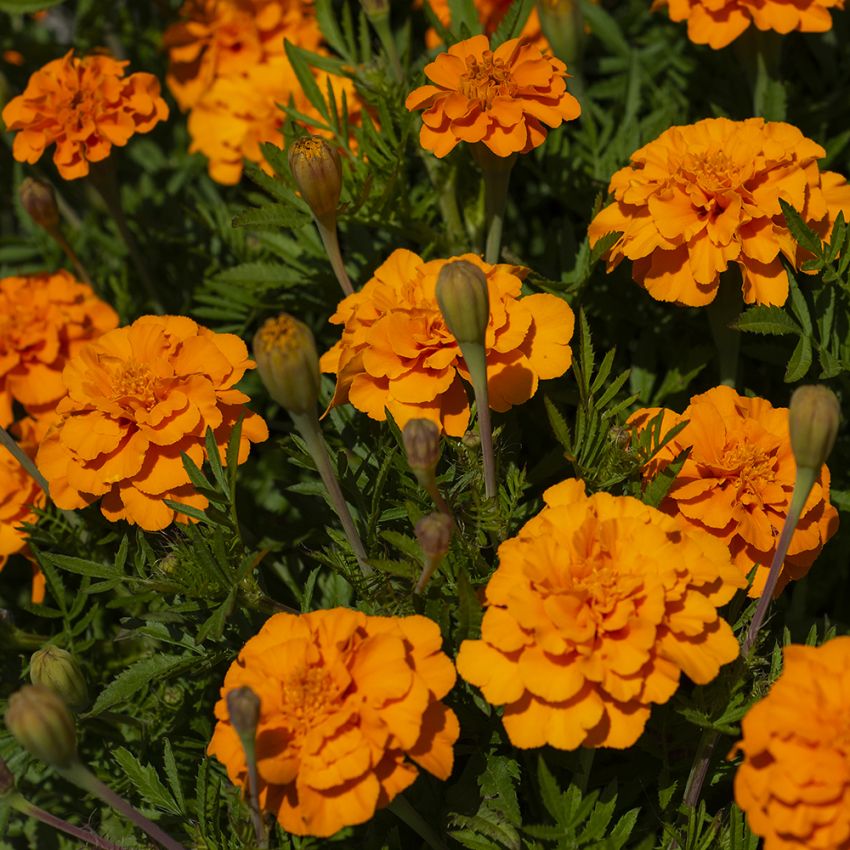 Studentenblume 'Glow' in der Gruppe Samen / Einjährige Blumen bei Impecta Fröhandel (8780)