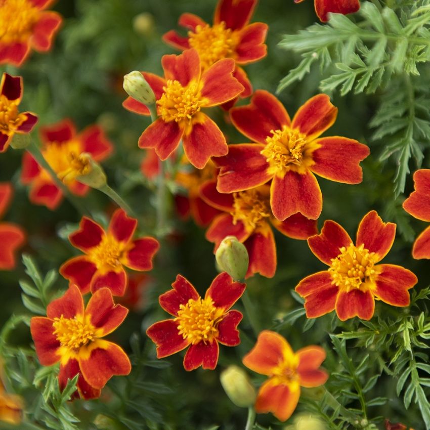 Studentenblume 'Red Gem' in der Gruppe Samen / Einjährige Blumen bei Impecta Fröhandel (8782)