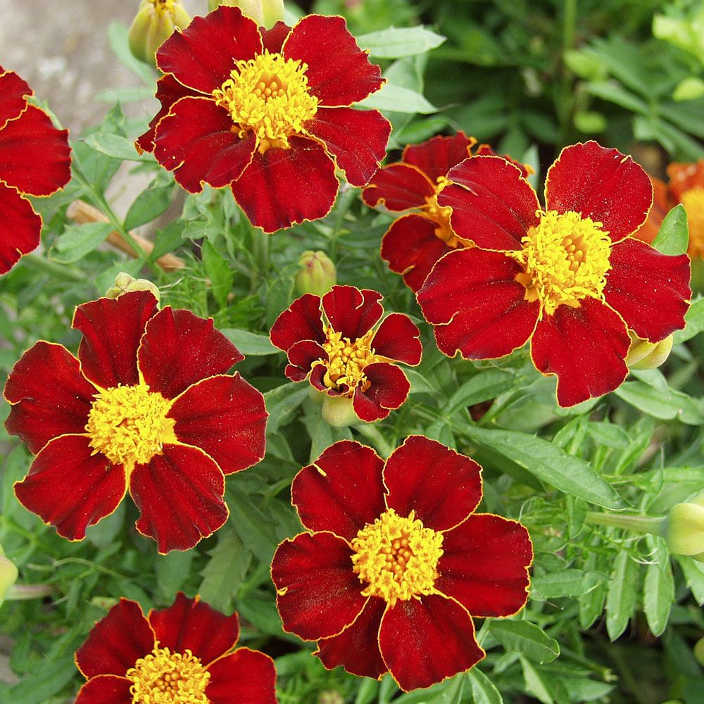 Studentenblume 'Favourite Red' in der Gruppe Samen / Einjährige Blumen bei Impecta Fröhandel (8784)
