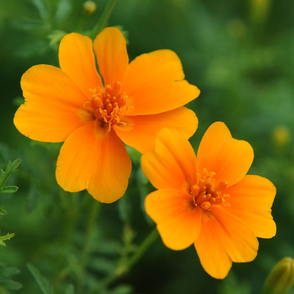 Studentenblume 'Orange Gem' in der Gruppe Samen / Einjährige Blumen bei Impecta Fröhandel (8787)