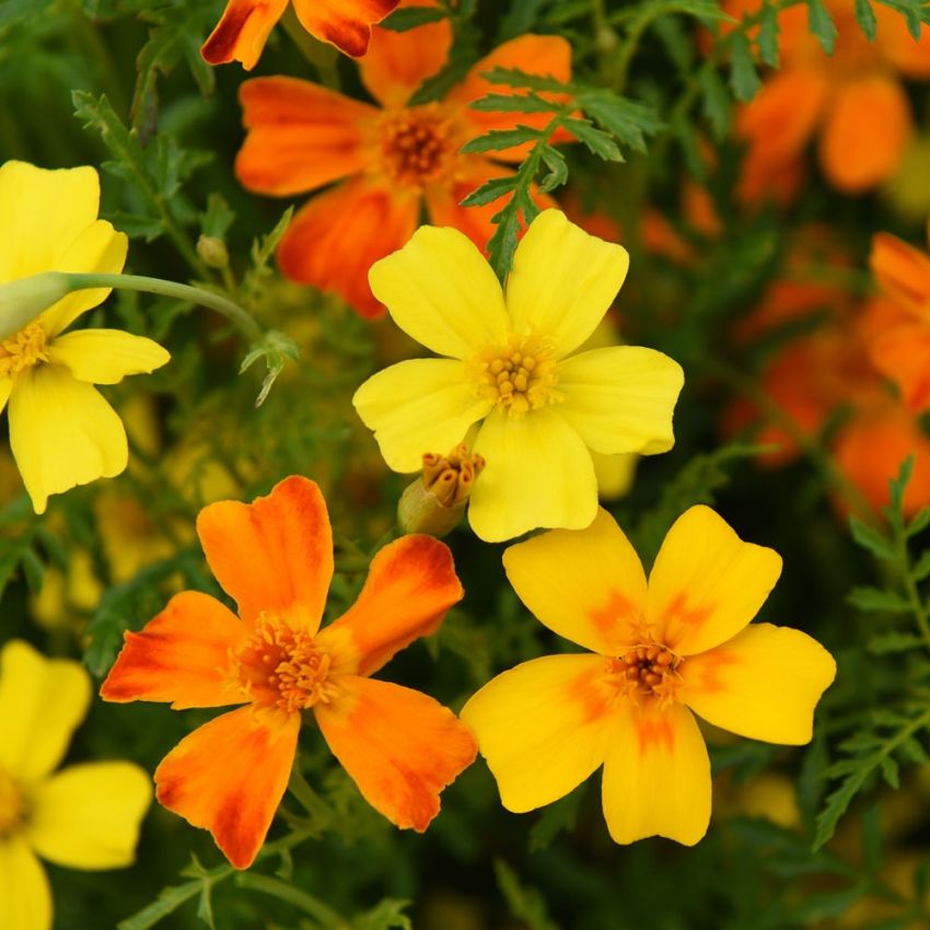 Studentenblume 'Liten Tagetes' in der Gruppe Samen / Einjährige Blumen bei Impecta Fröhandel (87875)