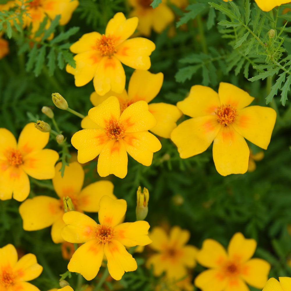 Studentenblume 'Golden Gem' in der Gruppe Samen / Einjährige Blumen bei Impecta Fröhandel (8788)