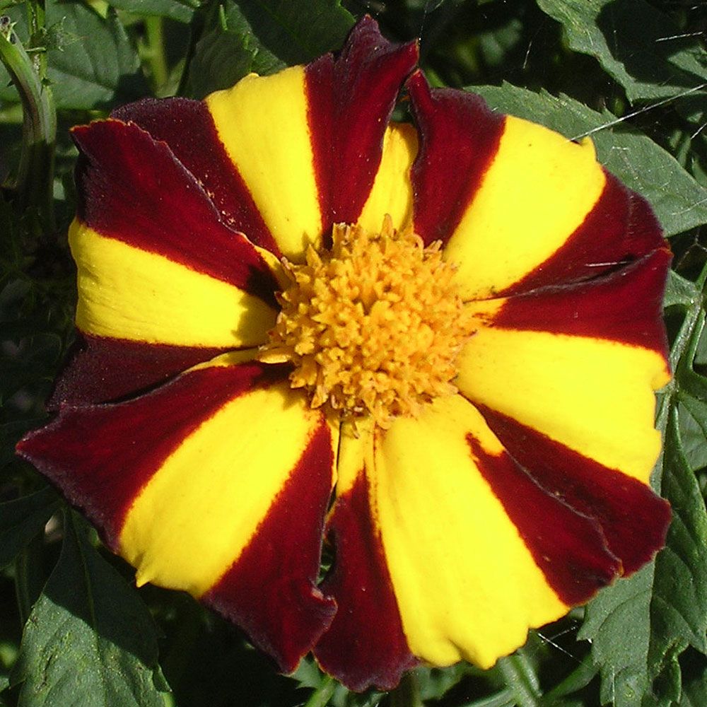 Studentenblume 'Mr. Majestic' in der Gruppe Samen / Einjährige Blumen bei Impecta Fröhandel (8792)