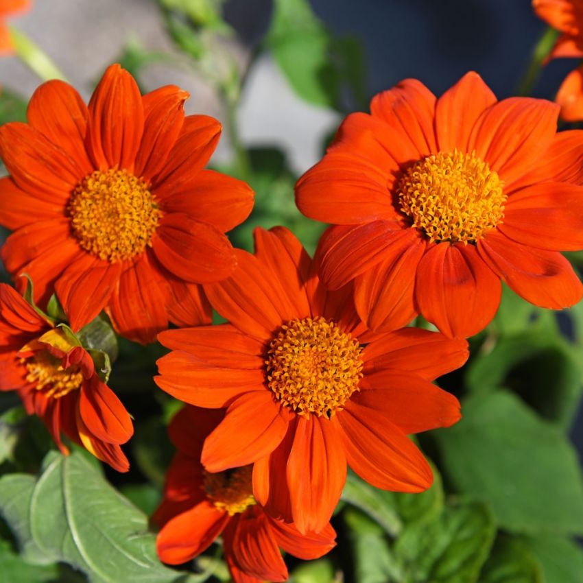 Mexikanische Sonnenblume 'Orange Torch' in der Gruppe Samen / Einjährige Blumen bei Impecta Fröhandel (8795)