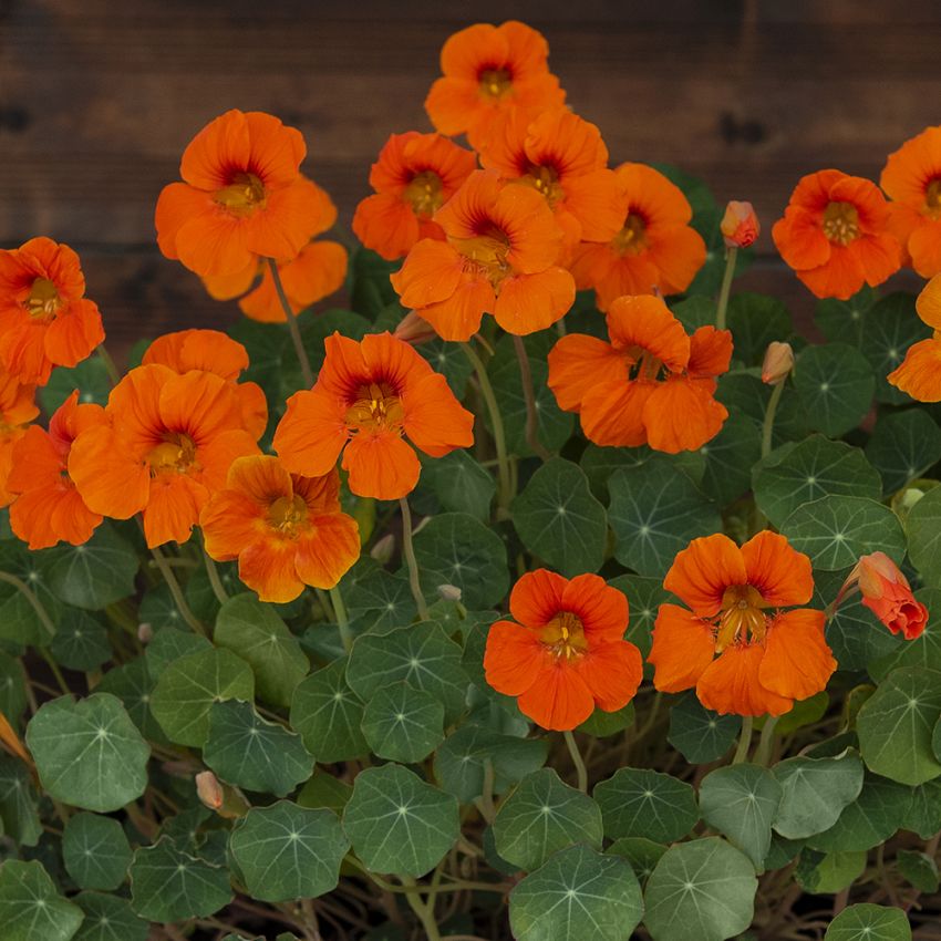 Kapuzinerkresse 'Baby Orange’ in der Gruppe Samen / Einjährige Blumen bei Impecta Fröhandel (88024)