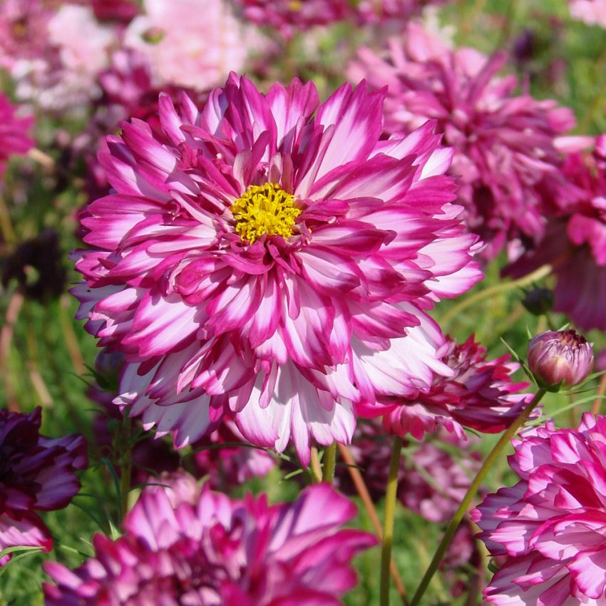 Schmuckkörbchen 'Double Click Bicolour Violet' in der Gruppe Samen / Einjährige Blumen bei Impecta Fröhandel (88132)