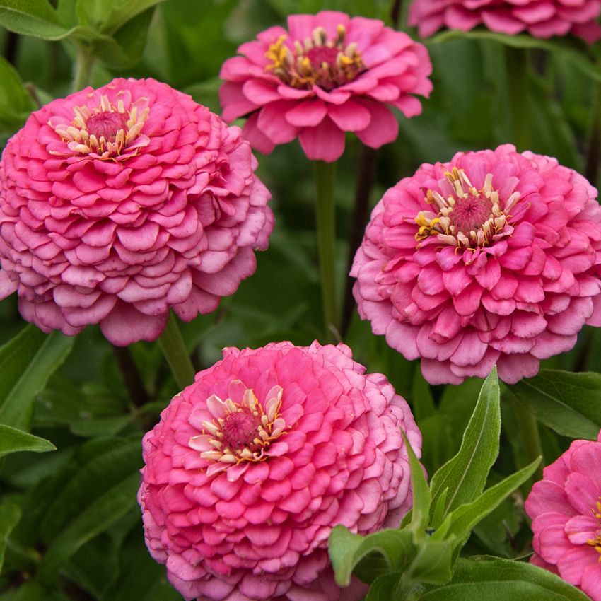 Zinnie 'Oklahoma Pink' in der Gruppe Samen / Einjährige Blumen bei Impecta Fröhandel (88342)