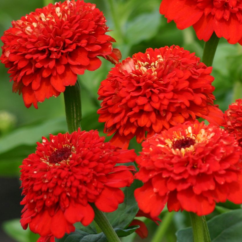 Zinnie 'Zinderella Red' in der Gruppe Samen / Einjährige Blumen bei Impecta Fröhandel (88423)