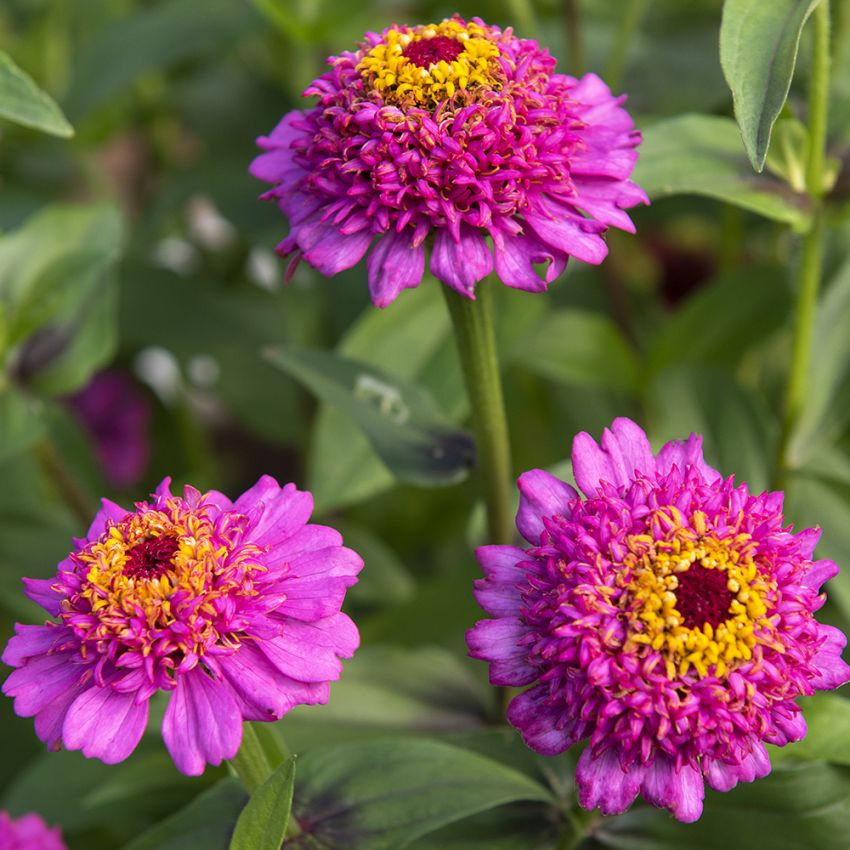 Zinnie 'Zinderella Purple' in der Gruppe Samen / Einjährige Blumen bei Impecta Fröhandel (88424)