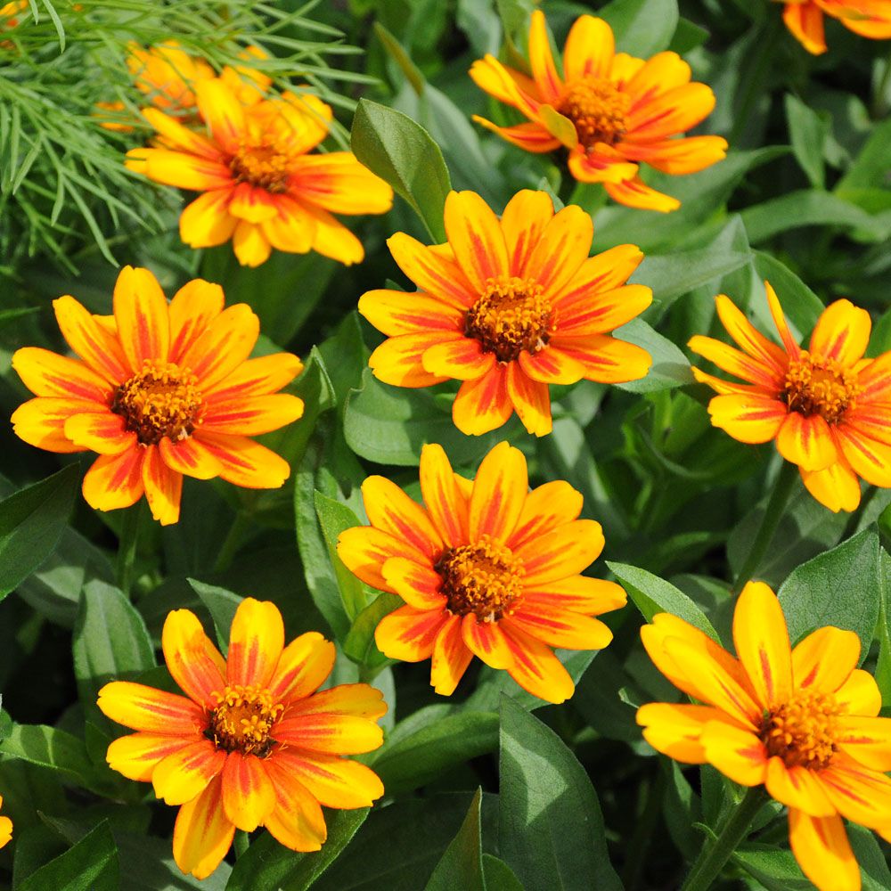 Zinnie 'Zahara Sunburst' in der Gruppe Samen / Einjährige Blumen bei Impecta Fröhandel (88462)