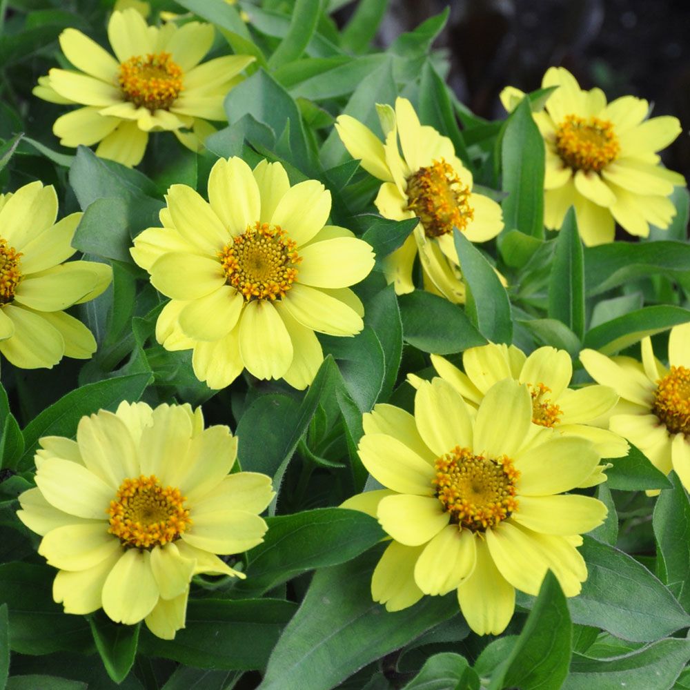 Zinnie 'Zahara Yellow' in der Gruppe Samen / Einjährige Blumen bei Impecta Fröhandel (88463)
