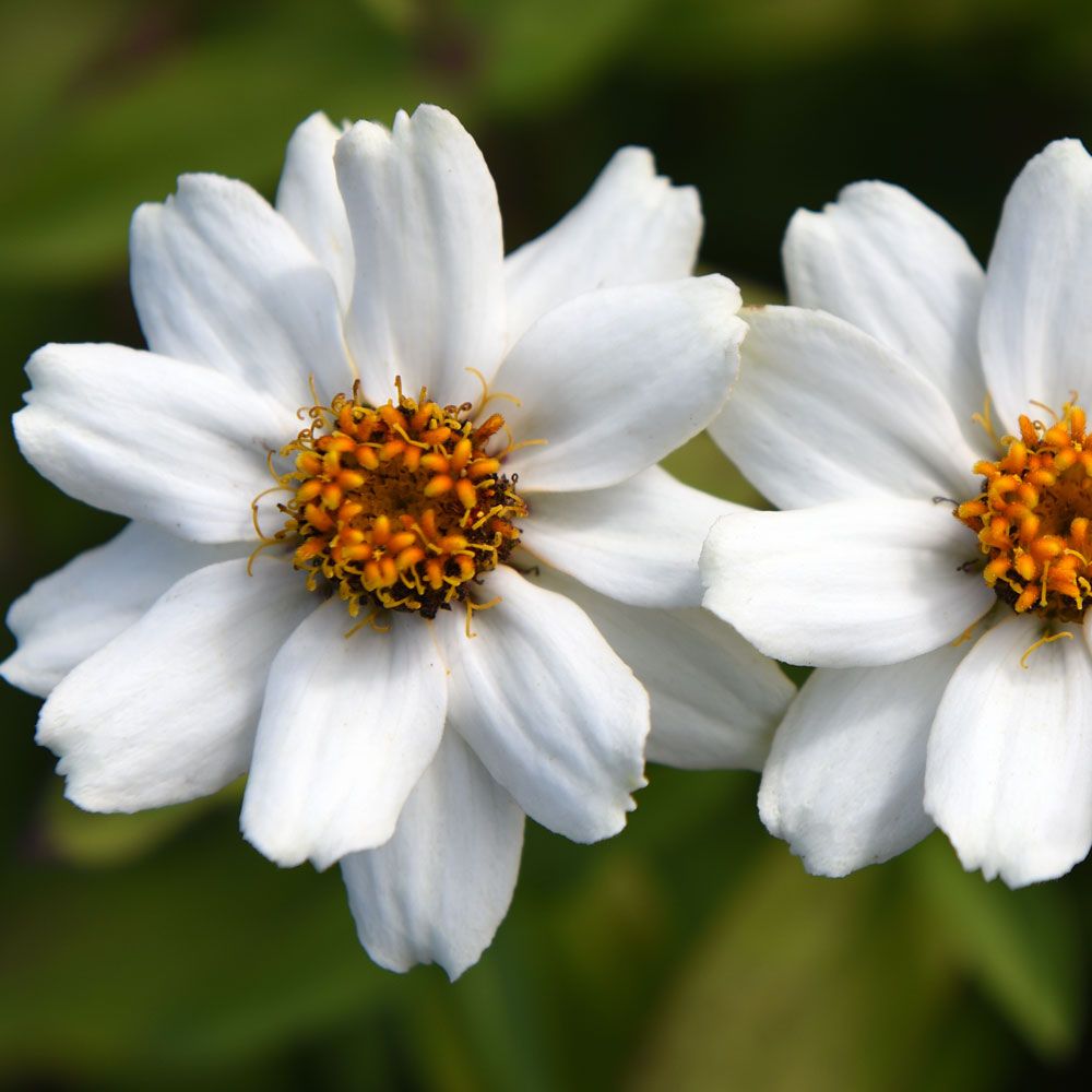 Zinnie 'Zahara White' in der Gruppe Samen / Einjährige Blumen bei Impecta Fröhandel (88464)