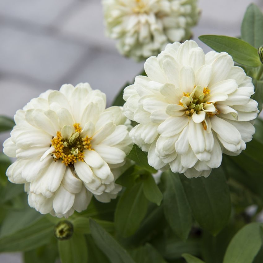 Zinnie 'Zahara Double White' in der Gruppe Samen / Einjährige Blumen bei Impecta Fröhandel (88523)