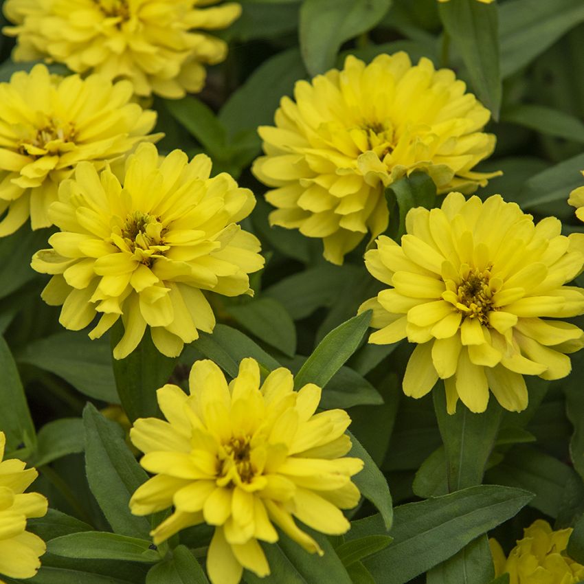 Marylandzinnie 'Zahara Double Yellow' in der Gruppe Samen / Einjährige Blumen bei Impecta Fröhandel (88526)