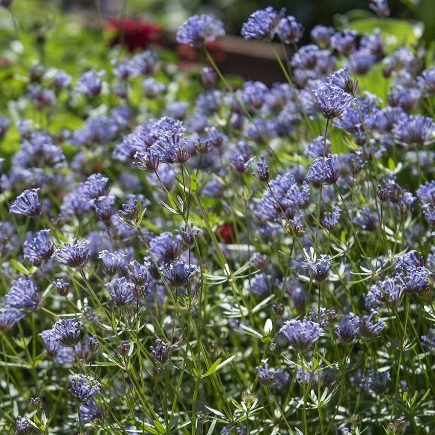 Blauer Waldmeister 'Blue Surprise' in der Gruppe Samen / Einjährige Blumen bei Impecta Fröhandel (8900)