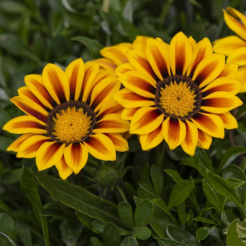Gazanie 'Big Kiss Yellow Flame' in der Gruppe Samen / Einjährige Blumen bei Impecta Fröhandel (89020)