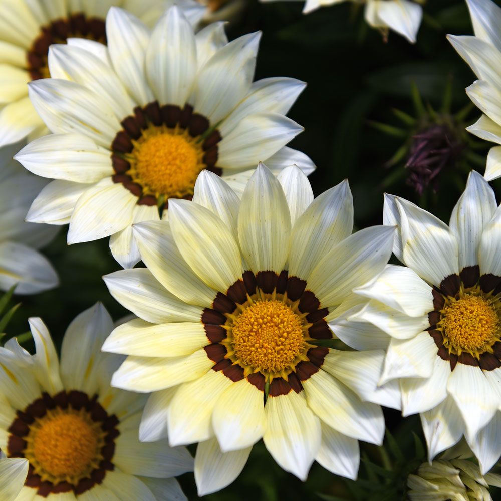 Gazanie 'New Day White' in der Gruppe Samen / Einjährige Blumen bei Impecta Fröhandel (89022)