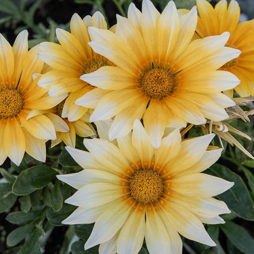 Gazanie 'Zany Sunny-Side Up' in der Gruppe Samen / Einjährige Blumen bei Impecta Fröhandel (89023)