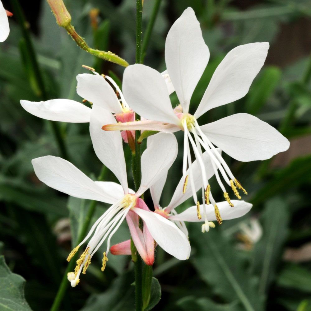 Prachtkerze ‘Sparkle White‘ in der Gruppe Samen / Einjährige Blumen bei Impecta Fröhandel (89041)